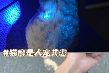 小猫得了猫癣，能用人用的药膏吗？（探索适用于小猫猫癣的药膏选择及注意事项）