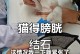 猫咪尿结石的前兆及预防方法（猫咪上不出小便可能是尿结石引起的，了解前兆及预防方法是关键）