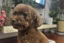 狗狗剃胎毛后多久能洗澡？（了解正确的狗狗护理时间表）