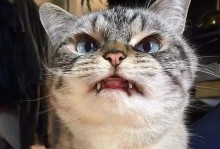 小猫发怒的原因与表现（了解小猫发怒的情况及解决方法）