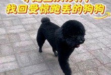 泰迪犬为何容易走丢？（探究泰迪犬易丢失的原因及预防措施）