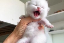 小猫咪（探索小猫咪的神奇世界）