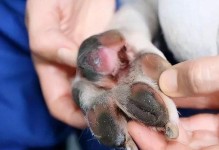 幼犬生病的常见症状及应对方法（如何判断幼犬生病，并采取正确的治疗措施）