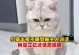探讨猫晚上不叫的时间（以猫多久才能晚上不叫为主题的研究）
