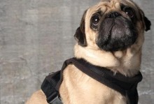 八哥犬的独特魅力（探秘八哥犬的特点与饲养技巧）