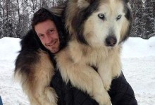 大型犬品种及其特点（探索世界上最大的狗的品种与特征）
