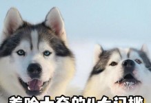 养一只哈士奇，饲养成本有多高？（探讨养哈士奇需要花费的费用及其关键因素）