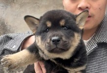 3000元狗种类介绍（不同品种的狗在市场上的价格和特点）