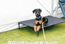 以杜宾需要购买哪些训练用品？（为你的杜宾提供完善的训练工具）