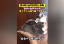 新购狗狗的注意事项（为初次养狗人士提供的狗狗饲养指南）