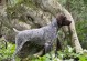 如何饲养德国长毛指示犬（科学饲养让你的指示犬更健康快乐）