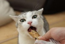 如何给母猫及新生小猫提供良好的饮食与营养？