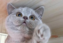 探索英国短毛猫世界中的丰富色彩（颜色多样的英国短毛猫品种与特点）