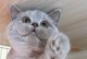 探索英国短毛猫世界中的丰富色彩（颜色多样的英国短毛猫品种与特点）