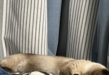 暹罗猫的营养需求（为您揭秘暹罗猫的饮食秘密）
