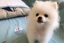 如何训练一只乖巧的博美犬？（宠物犬的日常训练技巧及方法）