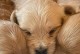 泰迪适应关笼子的时间和方法（探讨泰迪犬关进笼子后适应所需的时间以及有效方法）