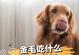 金毛幼犬的健康成长之路（饮食营养是关键）