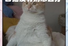 母猫死了小猫怎么办？（孤独无助的小生命需要你的关注）
