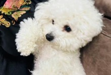 应对比熊晚上连续叫唤的方法（解决比熊晚上叫声问题的实用指南）