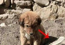 土狗死前的征兆（探索土狗临终前的表现，提前了解宠物健康状况）
