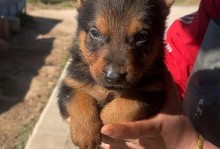 探秘昆明犬的多样血统（了解昆明犬的家族背景及特点）