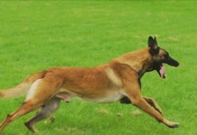 训练宠物匍匐前进技能的秘诀（以马犬为例，掌握这些技巧让你的宠物更听话！）