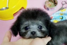 泰迪生小狗，打针时间表与注意事项（关于泰迪宝宝的预防针接种时间表及注意事项）