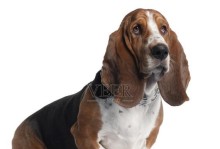 以巴吉度猎犬（探寻以巴吉度猎犬的成长奥秘）