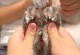 猫咪屁股毛剃除的正确方法（舒适、安全、有效的保护你的宠物猫）