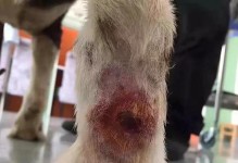 狗脓皮症的防治方法及护理建议（了解狗脓皮症，提供有效的治疗和护理指南）