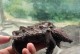 野生鳄龟的主要食物及其重要性（鳄龟的食谱和饮食习惯对其生存发展的关键影响）