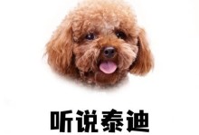 为什么女生都喜欢养泰迪犬？（探究泰迪犬的优点和女生的养宠需求）