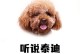 为什么女生都喜欢养泰迪犬？（探究泰迪犬的优点和女生的养宠需求）