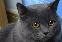 猫咪掉毛的原因及饮食调理方法（帮助你的猫咪减少掉毛困扰，让它拥有健康亮丽的毛发）