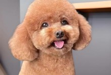 泰迪犬毛不卷的可能原因及解析（纯种泰迪犬毛不卷的问题探讨）