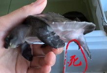 猪鼻龟的喜好环境与饲养要点（打造理想家园，了解猪鼻龟的需求）