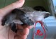 猪鼻龟的喜好环境与饲养要点（打造理想家园，了解猪鼻龟的需求）