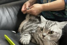 如何正确给宠物猫剪指甲（掌握正确的技巧，让宠物猫健康快乐）