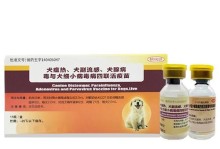 揭秘狗狗四联打的时间（了解狗狗四联打的关键信息）