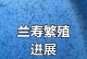 兰寿鱼的生长周期及关键因素（探索兰寿鱼生长的关键，解析生长周期的长短）