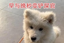 揭秘萨摩耶多久小便之谜（萨摩耶小便频率的调查与分析）