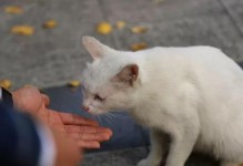 让宠物猫咪与您共度户外时光（如何让您的猫咪成为户外活动的好伙伴）