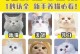 新手铲屎官带猫咪回家后如何养护？掌握这5点，养好猫咪并不难（养猫新手必读，关爱小猫咪的秘诀大揭秘）