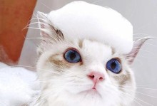 如何给猫洗澡？（选择适合的猫洗澡用品，保证猫咪洗澡的舒适与安全）