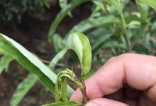 缺钙的表现及影响（了解缺钙的症状和后果，保护骨骼健康）
