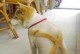 狗狗剃完胎毛的讲究（宠物美容关键步骤与小贴士）