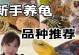 哪些陆龟最适合养？（选择适合你的长寿宠物伙伴）