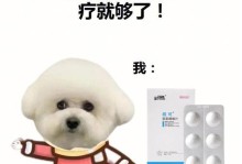 2岁泰迪狗的饮水需求——关注你的宠物的水源健康（探讨泰迪狗喝水的频率和水量，）