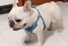 法国斗牛犬价格及不同等级介绍（了解法国斗牛犬的价格以及常见等级）